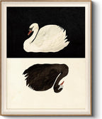 Framed Wall Art for Living Room, Swan Art Canvas Prints, Vintage Home Decor, Animals Painting Picture, Bathroom Wall Decor Gifts for Friends or Family - 12L x 10W